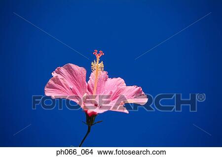 Hibiscus flower View Large Photo Image Picture - Hibiscus flower. Fotosearch