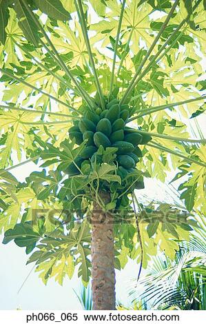 Stock Photography - Papaya tree, low angle view. Fotosearch