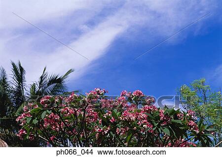 Plants and leaves against cloudy sky View Large Photo Image Picture - Plants and leaves against cloudy sky. Fotosearch