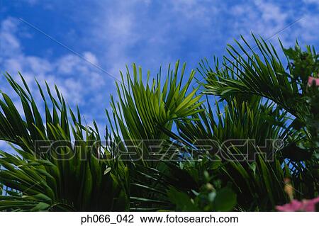Plants and leaves against cloudy sky View Large Photo Image Stock Image - Plants and leaves against cloudy sky. Fotosearch