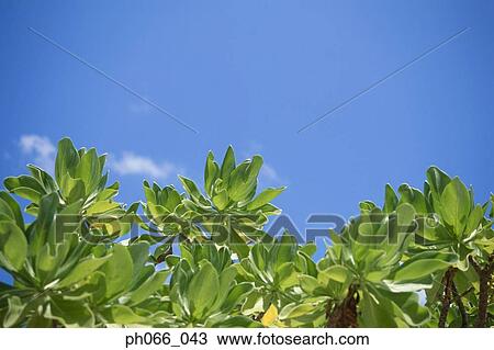 Stock Image - Plants and leaves against cloudy sky. Fotosearch