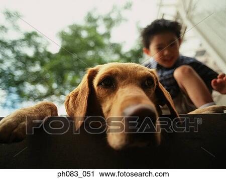 Dog resting, boy in background View Large Photo Image Stock Image - Dog resting, boy in background. Fotosearch