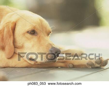 Dog resting, close-up View Large Photo Image Stock Image - Dog resting, close-up. Fotosearch