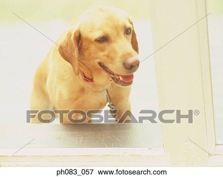 Stock Photo - Pet dog standing on steps. Fotosearch