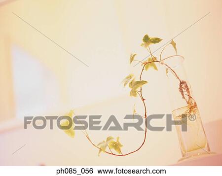 Potted plant on table View Large Photo Image Stock Photograph - Potted plant on table. Fotosearch