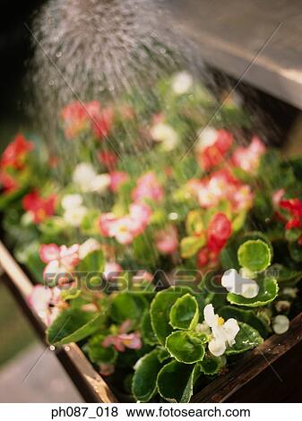 Watering plants View Large Photo Image Stock Photo - Watering plants. Fotosearch
