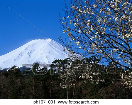 Japan, Mount Fuji with Blossom Tree View Large Photo Image Stock Image - Japan, Mount Fuji with Blossom Tree . Fotosearch