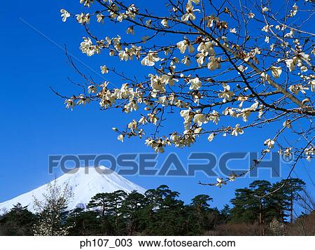 Stock Image - Japan, Mount Fuji with Blossom Tree . Fotosearch