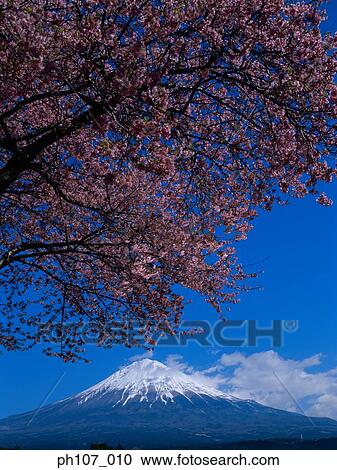 Japan, Mount Fuji with Blossom Tree View Large Photo Image Stock Image - Japan, Mount Fuji with Blossom Tree . Fotosearch