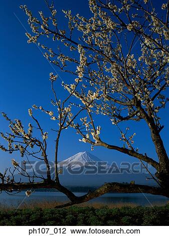 Stock Image - Japan, Mount Fuji with Blossom Tree . Fotosearch