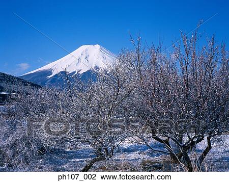 Japan, Mount Fuji with Blossom Trees View Large Photo Image Stock Image - Japan, Mount Fuji with Blossom Trees. Fotosearch