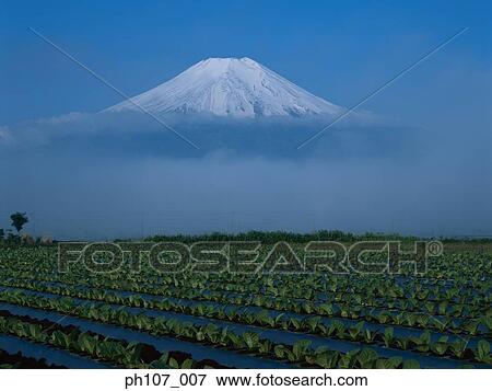 Stock Photo - Japan, Mt Fuji, field of crop in foreground . Fotosearch