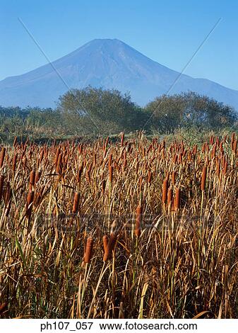 Japan, Mt Fuji, field of crop in foreground View Large Photo Image Stock Photo - Japan, Mt Fuji, field of crop in foreground . Fotosearch