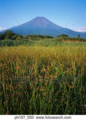 Stock Image - Japan, Mt Fuji, field of orange flowers in foreground . Fotosearch