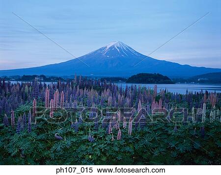 Stock Photography - Japan, Mt Fuji, field of pink and purple flowers in foreground . Fotosearch
