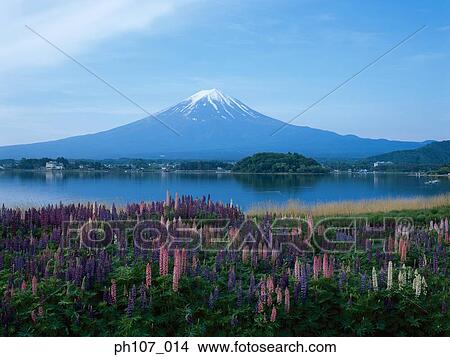 Picture - Japan, Mt Fuji, field of pink flowers in foreground . Fotosearch