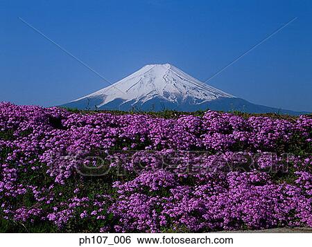 Japan, Mt Fuji, field of pink flowers in foreground View Large Photo Image Stock Photograph - Japan, Mt Fuji, field of pink flowers in foreground . Fotosearch