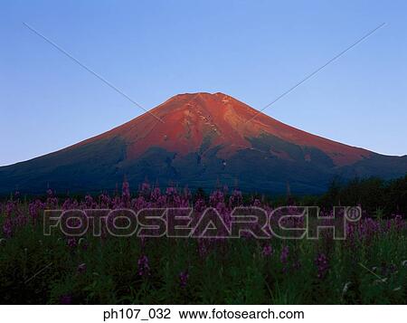 Stock Image - Japan, Mt Fuji, field of purple flowers in foreground . Fotosearch