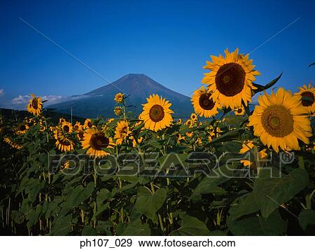 Stock Photo - Japan, Mt Fuji, field of sunflowers in foreground . Fotosearch