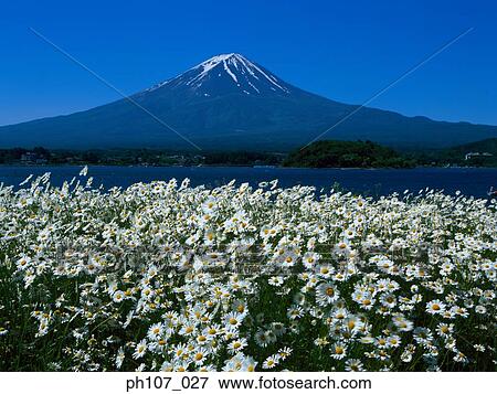 Japan, Mt Fuji, field of white flowers in foreground View Large Photo Image Stock Photo - Japan, Mt Fuji, field of white flowers in foreground . Fotosearch