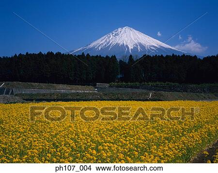 Japan, Mt Fuji, field of yellow flowers in foreground View Large Photo Image Picture - Japan, Mt Fuji, field of yellow flowers in foreground . Fotosearch