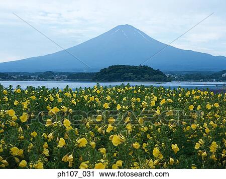 Stock Image - Japan, Mt Fuji, field of yellow flowers in foreground . Fotosearch