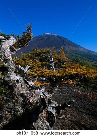 Japan, Mt Fuji in Autumn View Large Photo Image Stock Photo - Japan, Mt Fuji in Autumn. Fotosearch