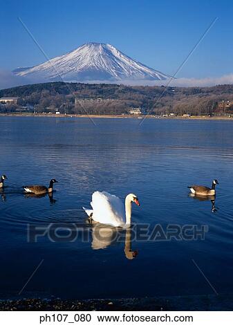 Japan, Mt Fuji, swans swimming in foreground View Large Photo Image Stock Image - Japan, Mt Fuji, swans swimming in foreground . Fotosearch