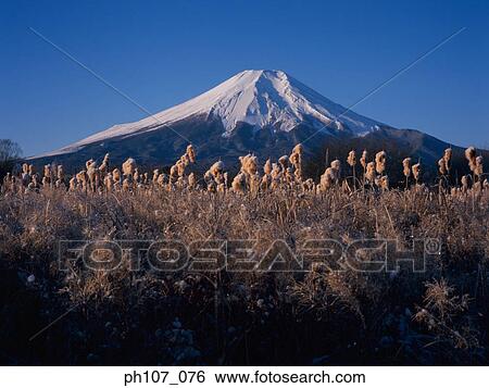 Stock Photograph - Japan, Mt Fuji, tall grass in foreground . Fotosearch