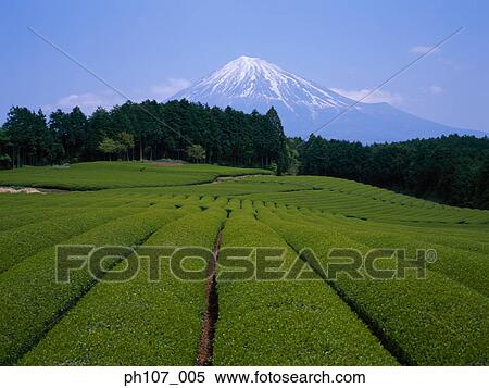 Stock Photography - Japan, Mt Fuji, tea fields in foreground . Fotosearch