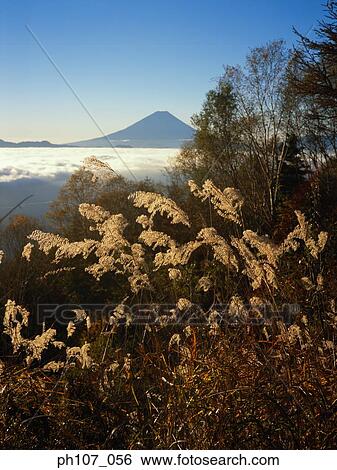 Stock Photograph - Japan, Mt Fuji, trees and plants in foreground . Fotosearch