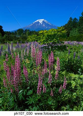 Stock Image - Mt. Fuji, Japan. Fotosearch