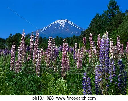Mt. Fuji, Japan View Large Photo Image Stock Photo - Mt. Fuji, Japan. Fotosearch