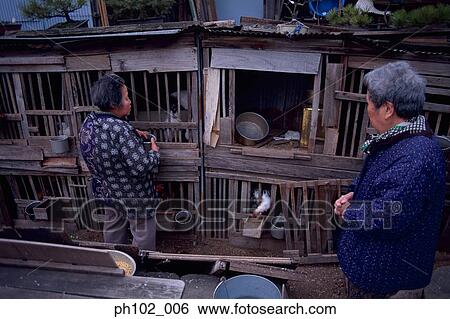 Stock Photograph - Two matured Japanese women feeding chickens in cages. Fotosearch