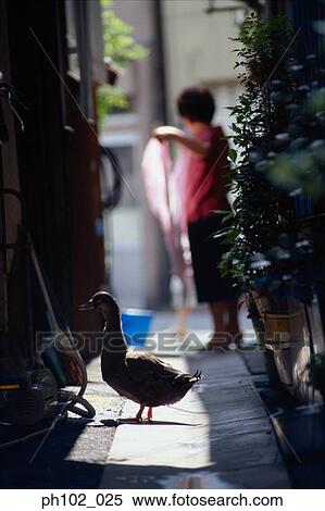 Woman drying textile, a duck in foreground View Large Photo Image Stock Photography - Woman drying textile, a duck in foreground. Fotosearch