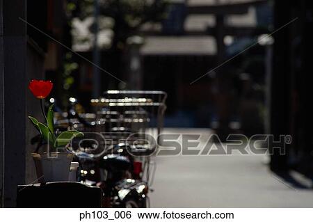 A potted plant and bicycles along a small alley View Large Photo Image Stock Photograph - A potted plant and bicycles along a small alley. Fotosearch