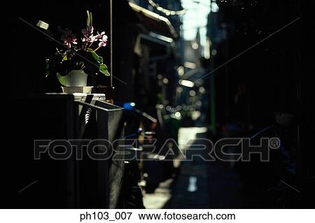 A potted plant in a small alley View Large Photo Image Stock Photo - A potted plant in a small alley. Fotosearch