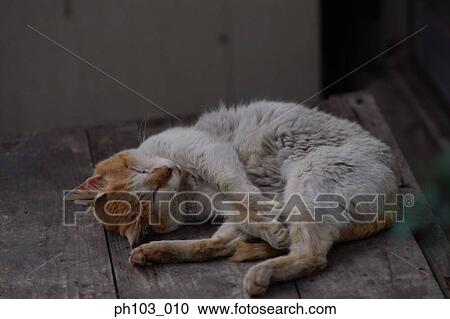 A sleeping cat View Large Photo Image Stock Image - A sleeping cat. Fotosearch