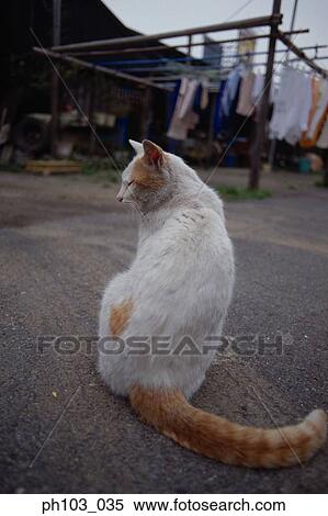 Cat resting in a small alley View Large Photo Image Stock Photography - Cat resting in a small alley. Fotosearch