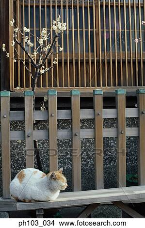 Picture - Cat resting on a wooden bench. Fotosearch