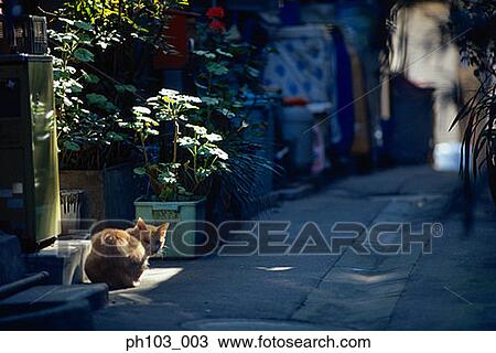 Cat sitting along a small alley View Large Photo Image Stock Image - Cat sitting along a small alley. Fotosearch
