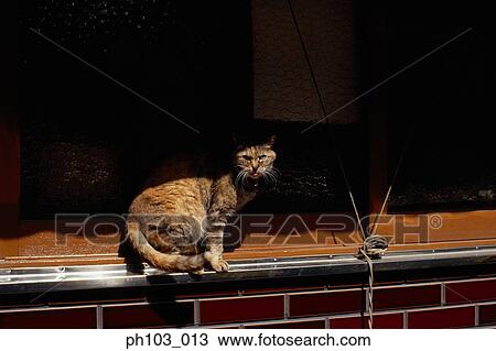 Cat sitting on window sill View Large Photo Image Stock Image - Cat sitting on window sill. Fotosearch