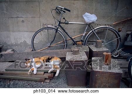 Cat sleeping on wooden planks View Large Photo Image Picture - Cat sleeping on wooden planks. Fotosearch