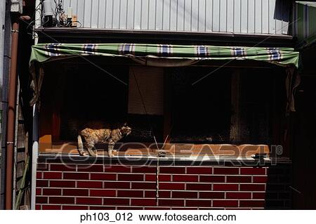 Cat standing on window sill View Large Photo Image Stock Image - Cat standing on window sill. Fotosearch