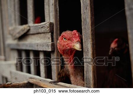Stock Photography - Chicken head sticking out of wooden cage. Fotosearch