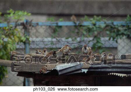 Flock of sparrows on roof top View Large Photo Image Stock Photograph - Flock of sparrows on roof top. Fotosearch