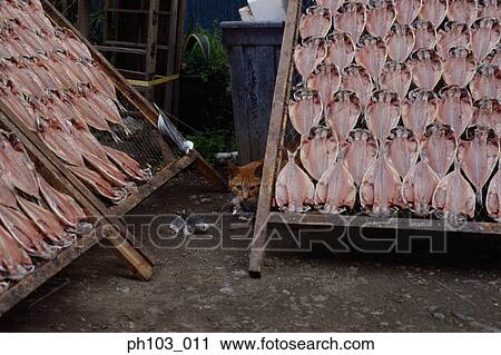 Preserved fish hanging out to dry on wooden rack View Large Photo Image Stock Image - Preserved fish hanging out to dry on wooden rack. Fotosearch