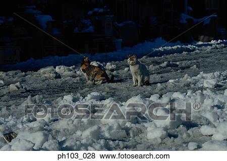 Two cats in the snow View Large Photo Image Stock Photo - Two cats in the snow. Fotosearch