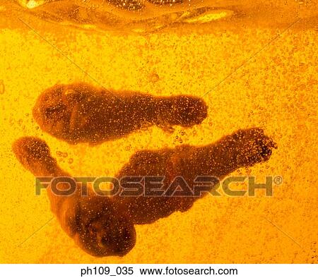 Chicken drumsticks in boiling oil View Large Photo Image Stock Photography - Chicken drumsticks in boiling oil. Fotosearch