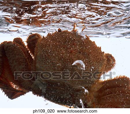 Crab in boiling water, close-up View Large Photo Image Stock Image - Crab in boiling water, close-up. Fotosearch